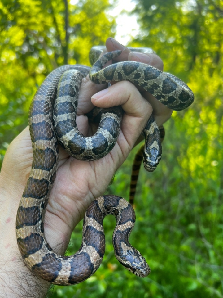 Eastern Milk Snakes